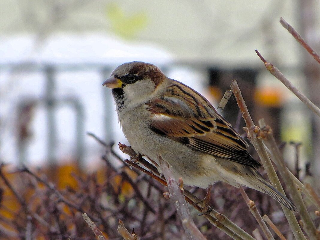 Воробейка - Лариса С.