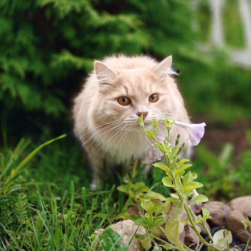 Новые запахи - Валерий Кондрашов