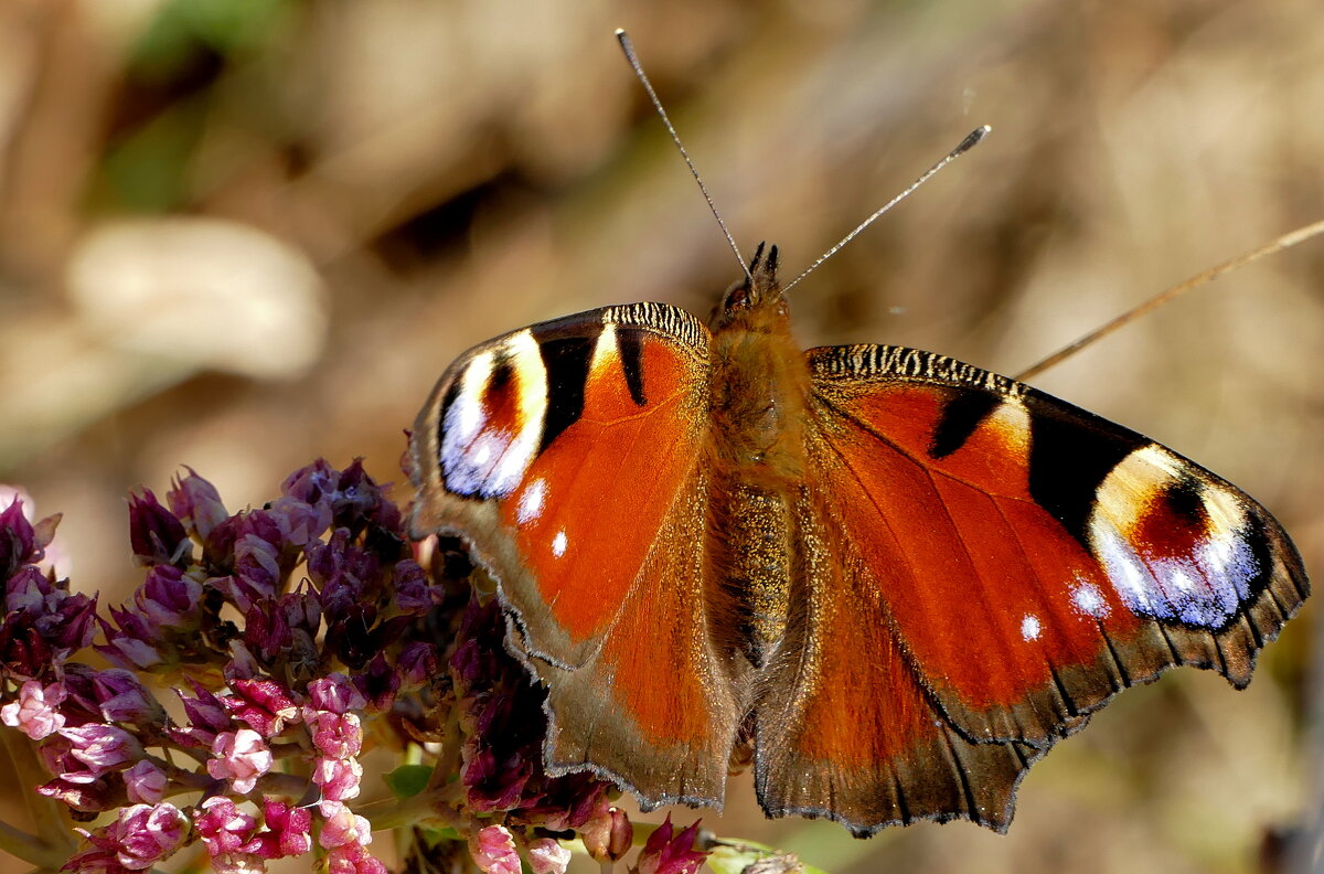 опять бабочки 2 - Александр Прокудин
