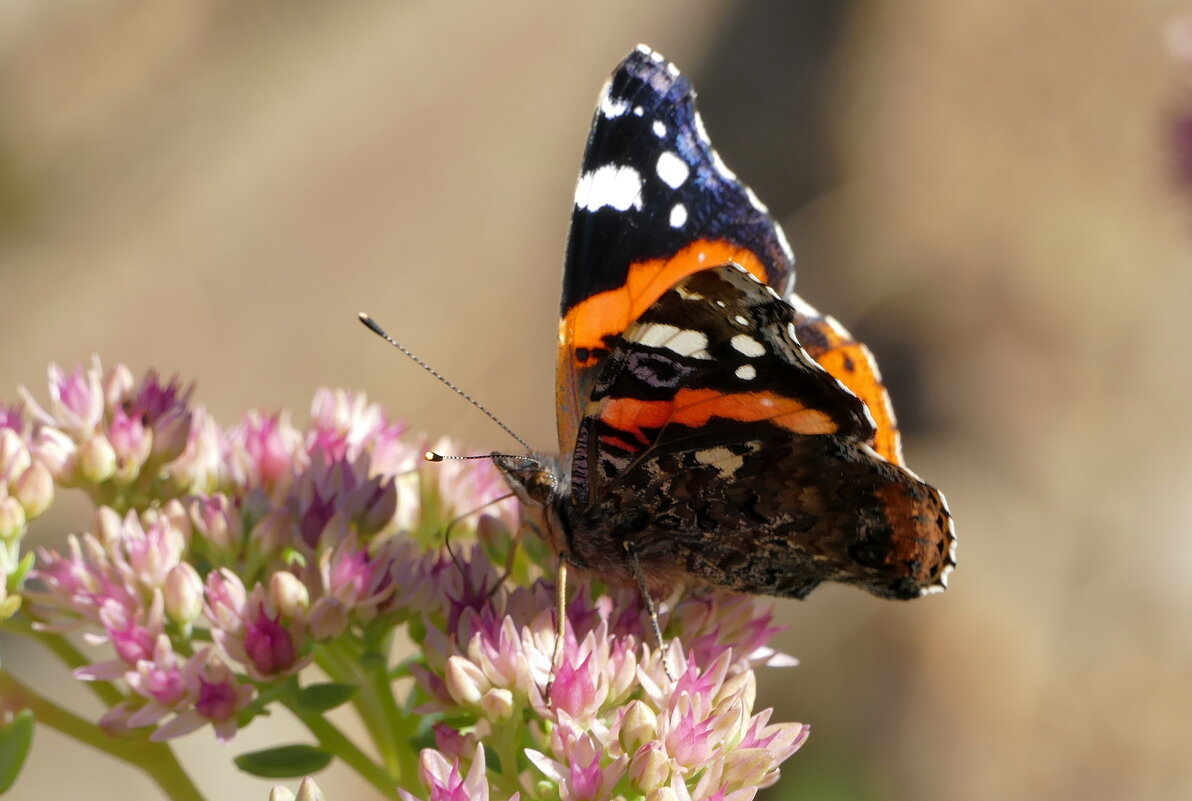 опять бабочки 4 - Александр Прокудин опять бабочки 4 - Александр Прокудин
