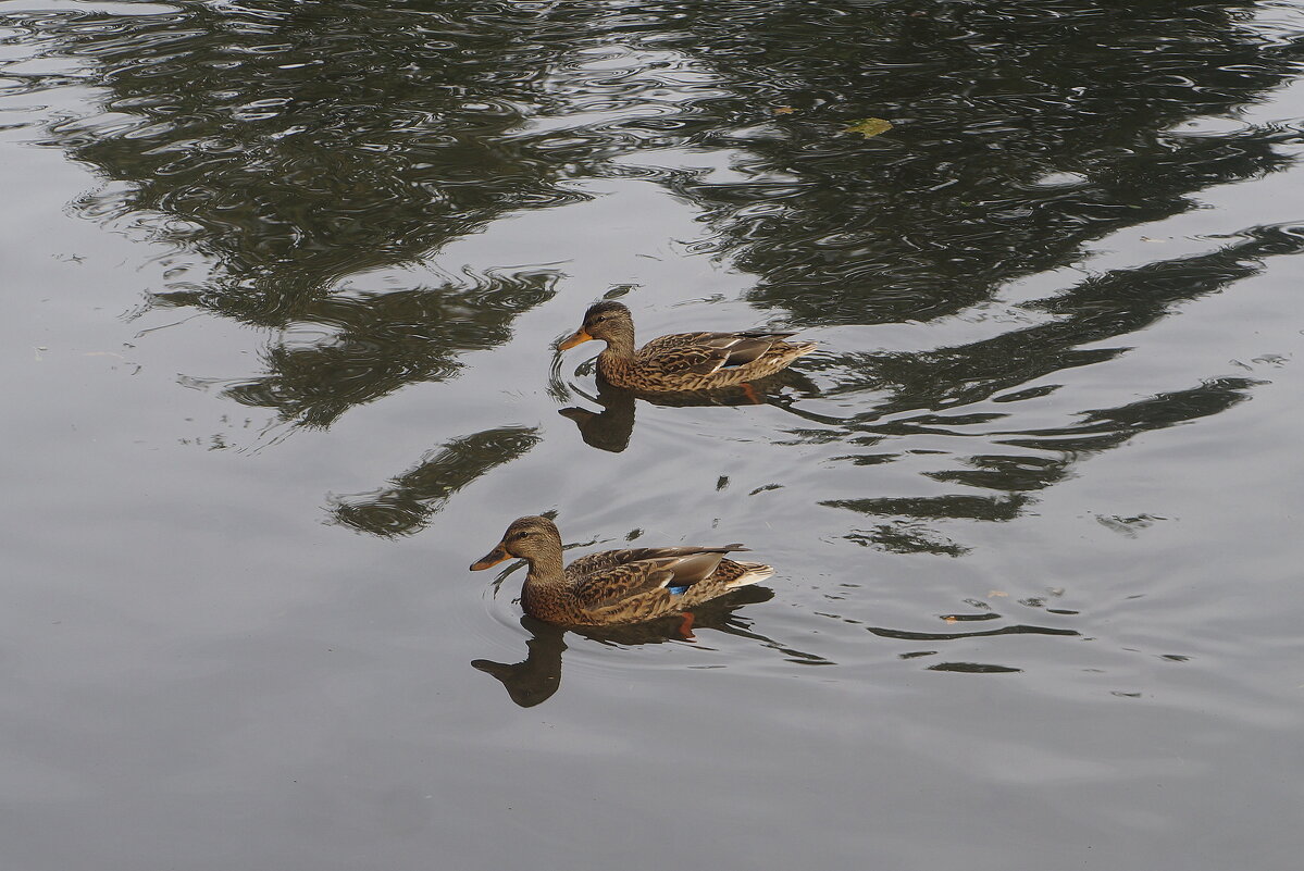 утки в Таврическом саду - zavitok *