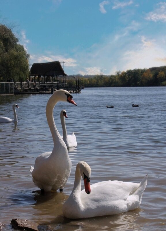 Парк "Малинки" - Оксана Новик 