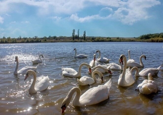 Лебеди - Оксана Новик 
