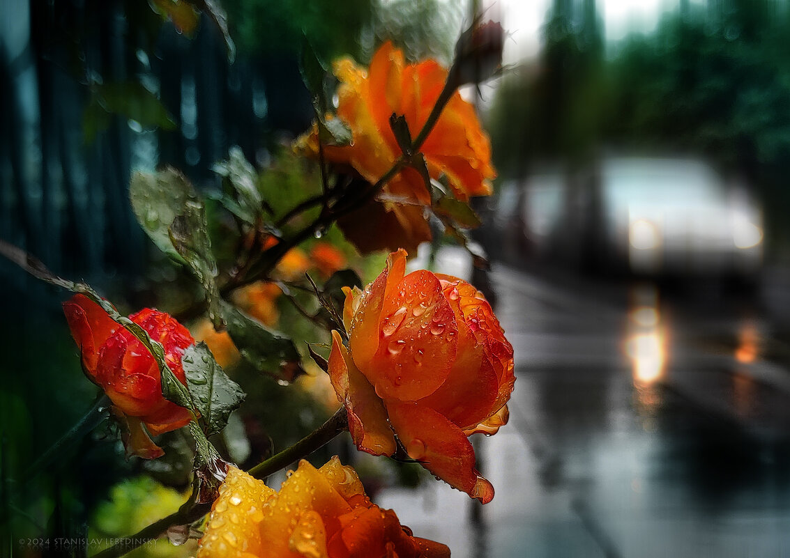 My magic Petersburg_04226 Дождик на ул. Фурштатской - Станислав Лебединский My magic Petersburg_04226 Дождик на ул. Фурштатской - Станислав Лебединский