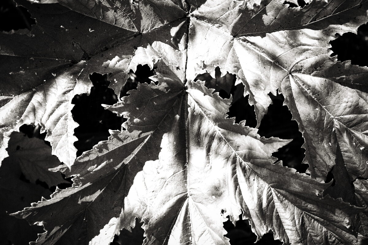 Фотография - Денис Безногов