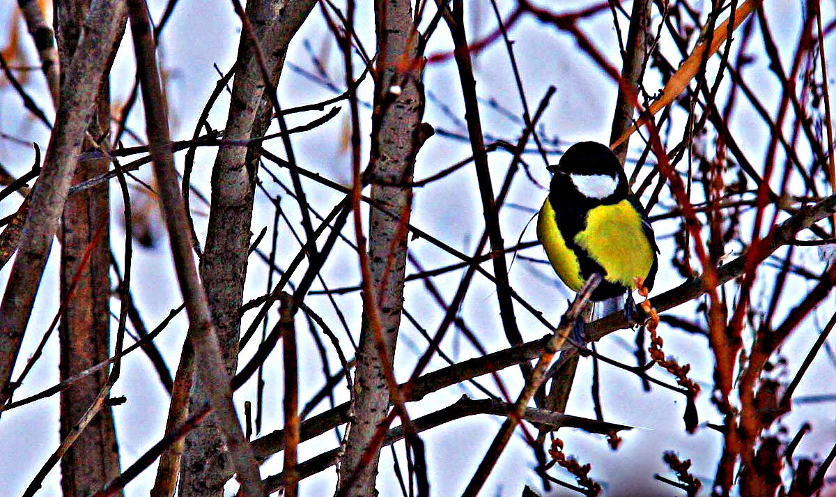 Осень большой синицы! - Владимир 