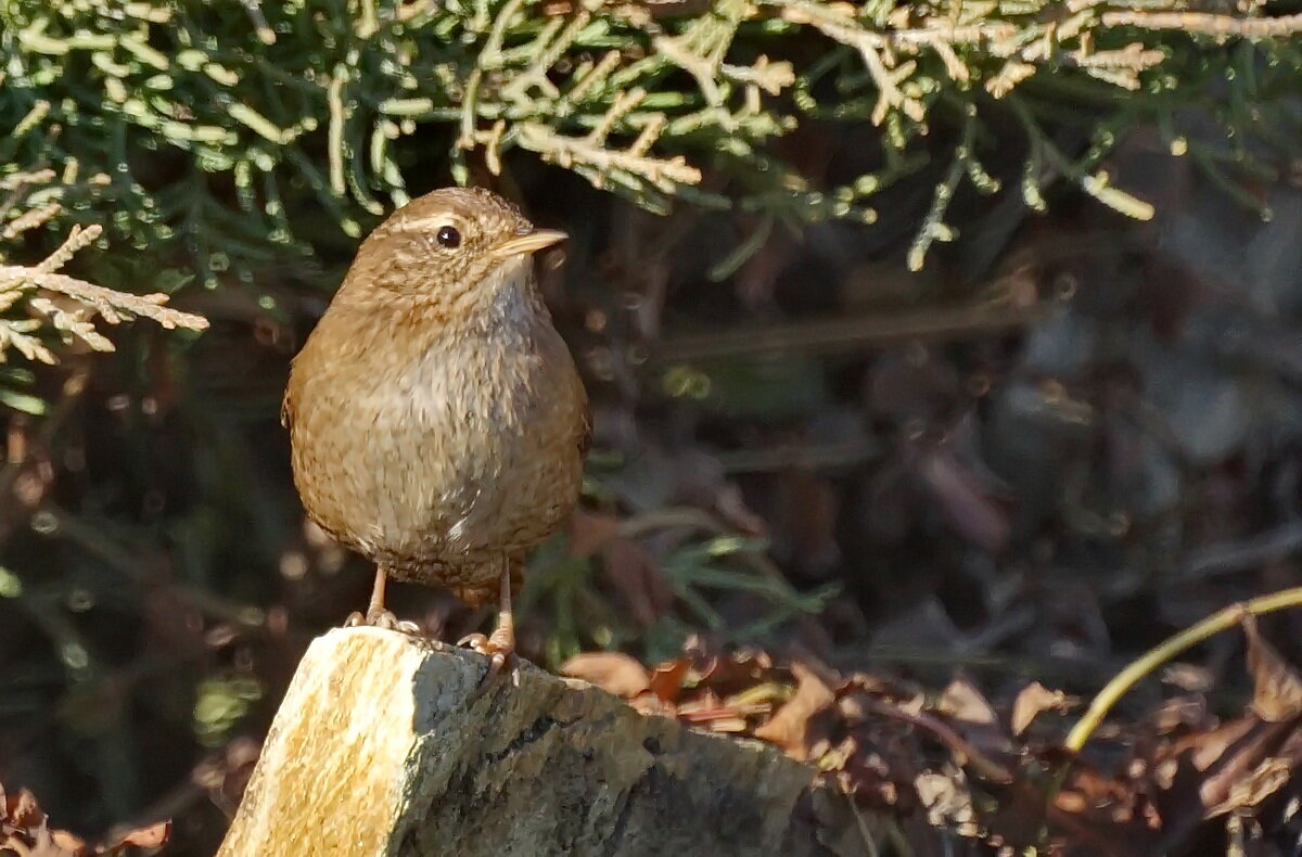 Стефенский кустарниковый крапивник... - Николай Саржанов Стефенский кустарниковый крапивник... - Николай Саржанов
