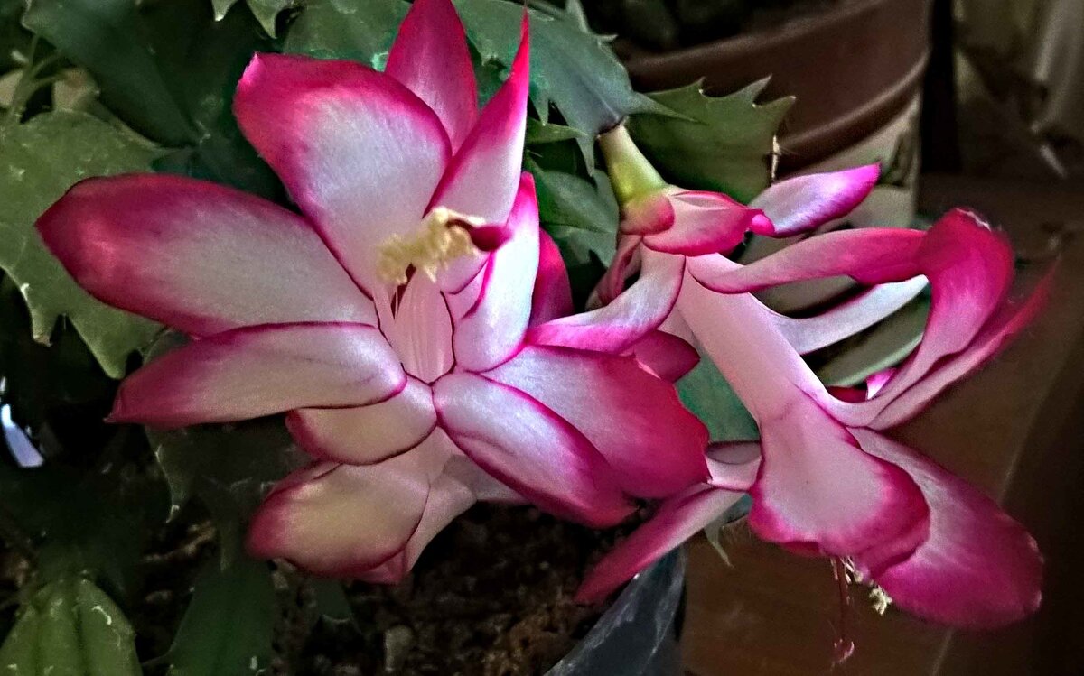 Декабрист - Елена Семигина