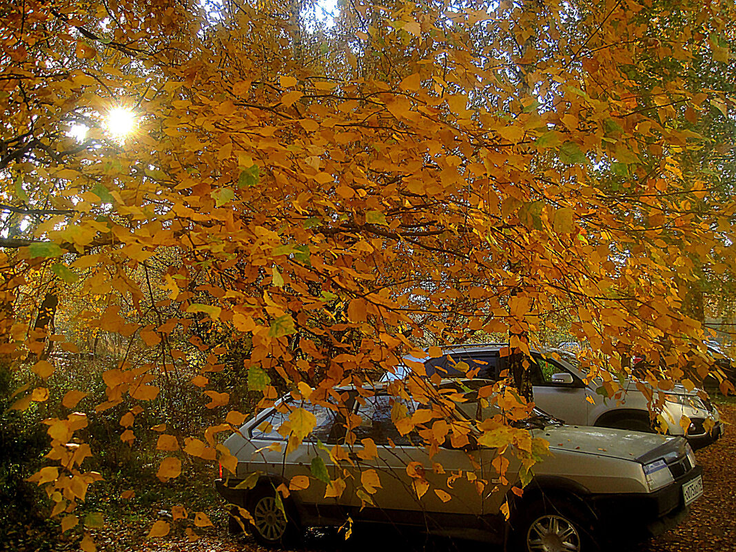 В золотую осень - Елена Семигина