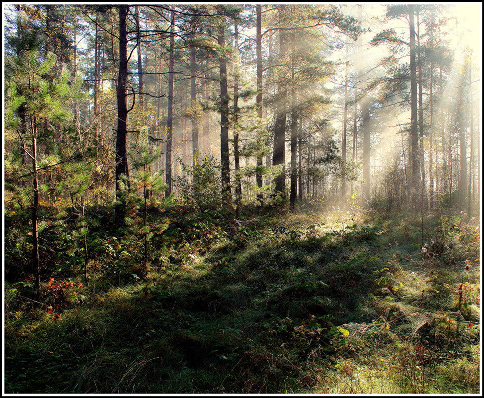 Хородное солнце октября - Aleksandr Gal