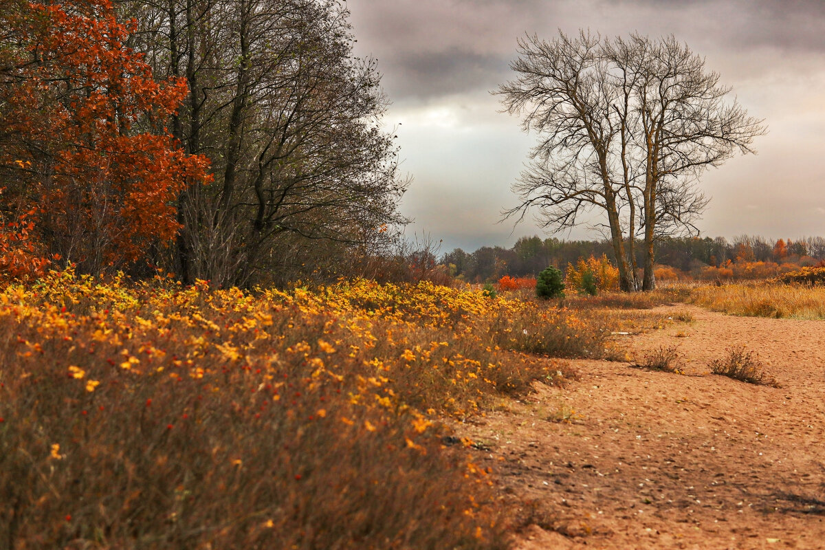 Морские дубки - skijumper Иванов