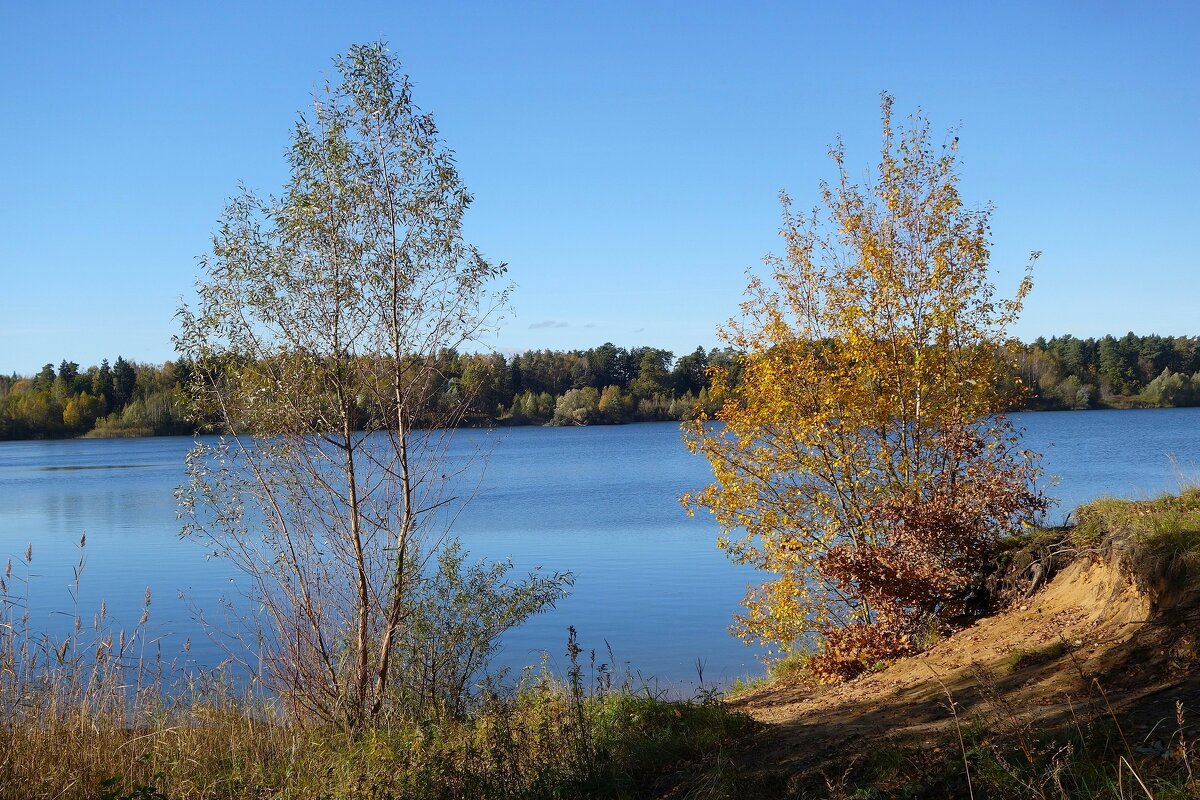 Побережье лесного озера - Рита Симонова