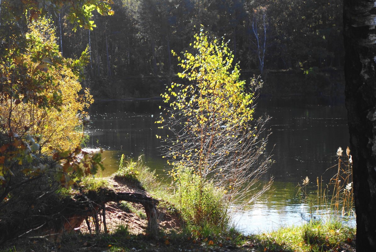 Побережье лесного озера - Рита Симонова