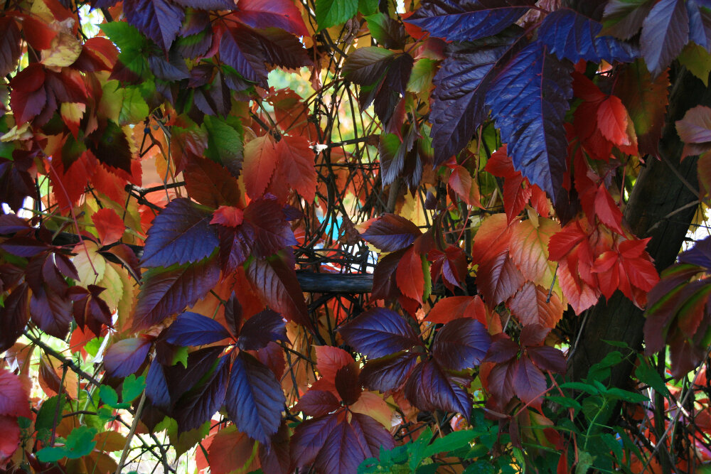 Осенняя акварель - Галина Ильясова