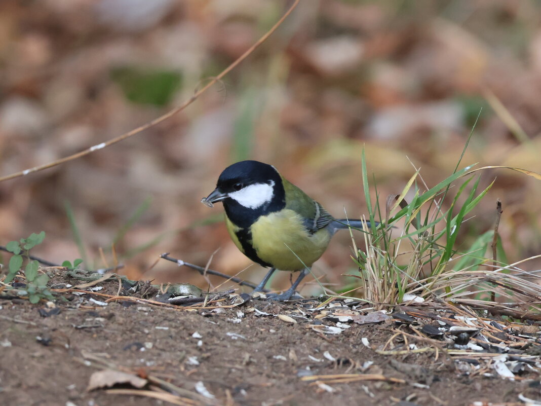 Синица - Иван Ермен