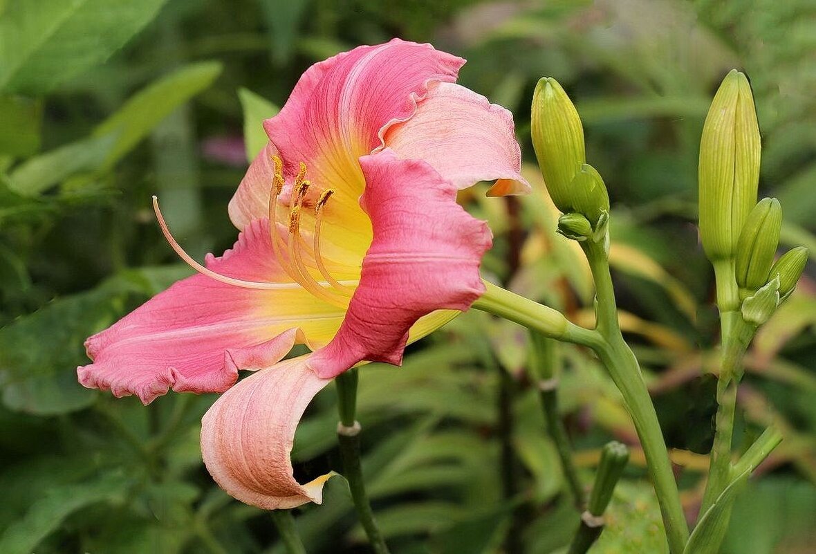 Лилейник - ZNatasha -