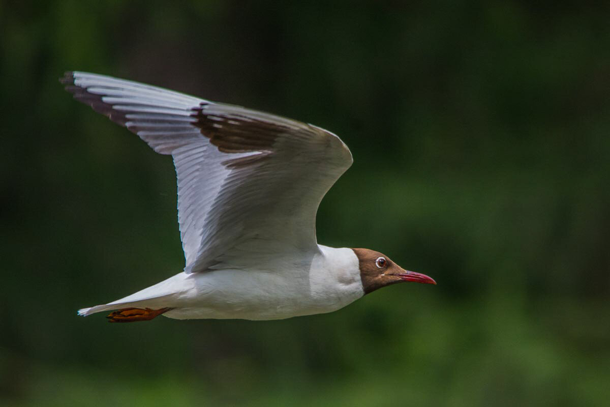 Чайка озёрная. - Nik Lovec