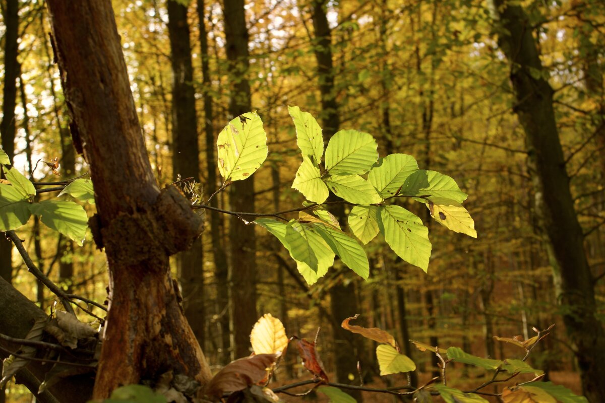 В контровом свете. - Lucy Schneider 