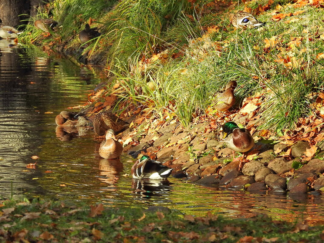 осень - ИННА ПОРОХОВА