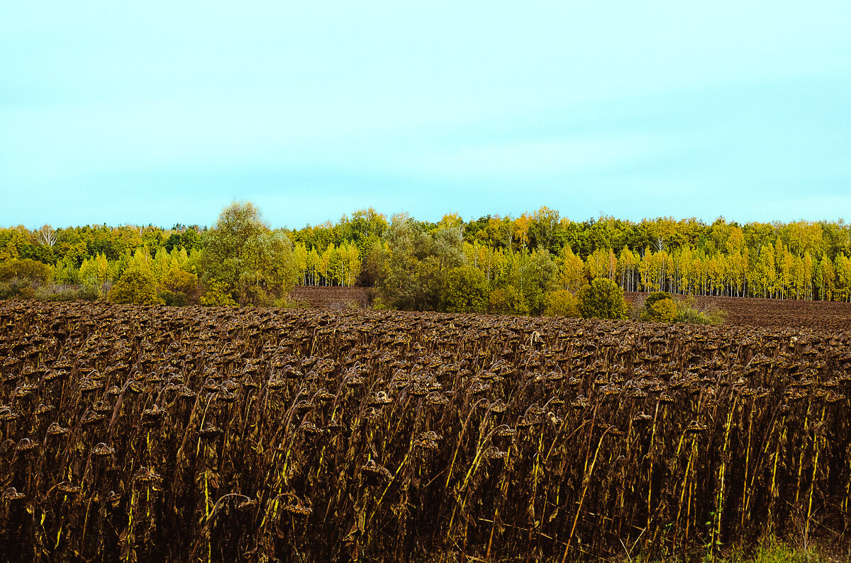 Осень - Андрей Щетинин