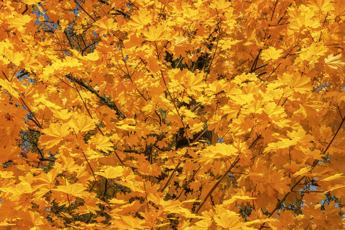 Осень - Владимир Колесников