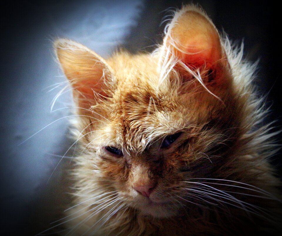 на китайском кот-мао))) - Марина 