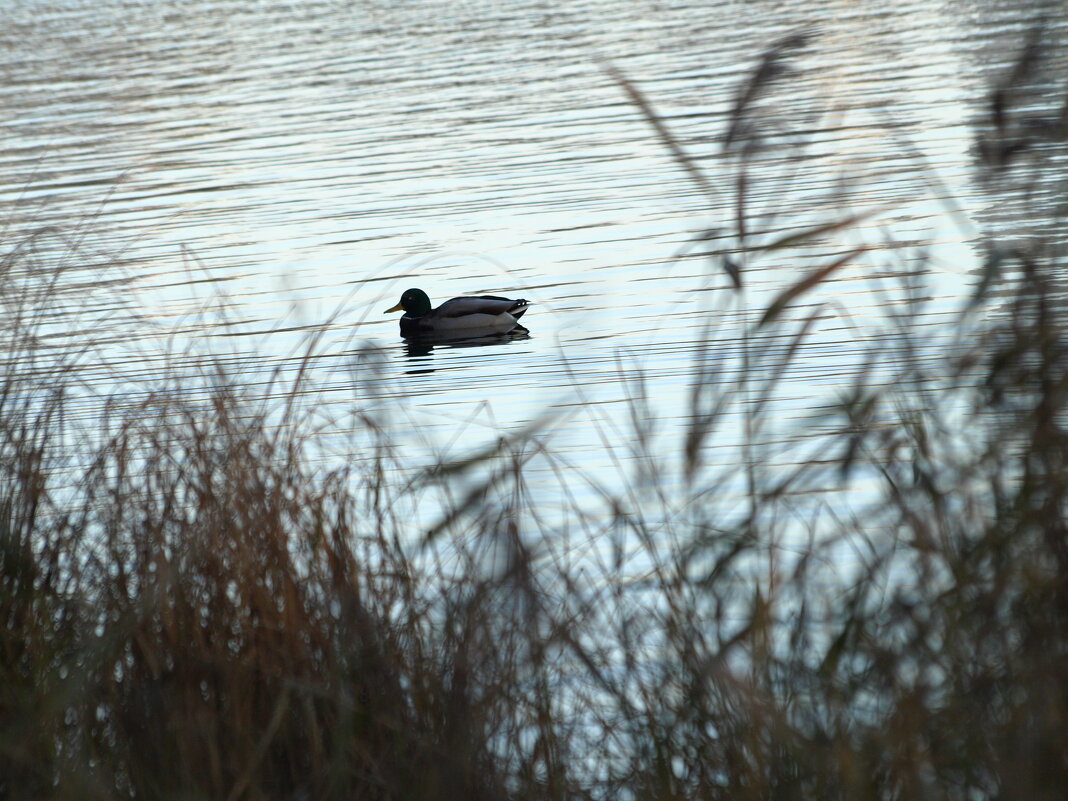 *** - Сергей Сергеев