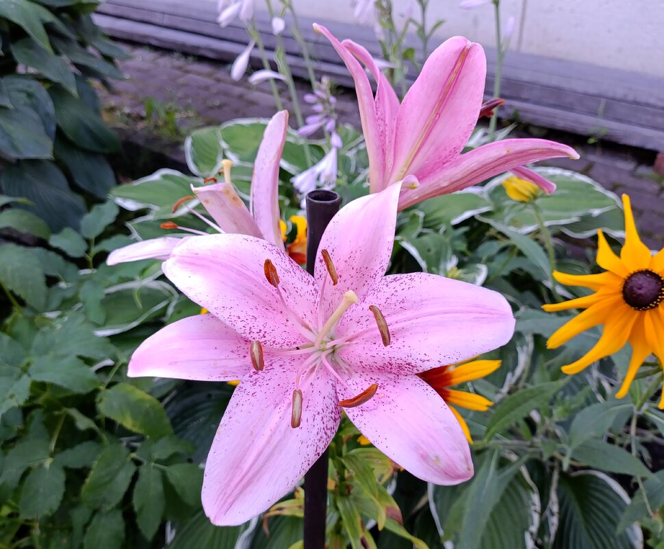 Лилии. - Ирина ***