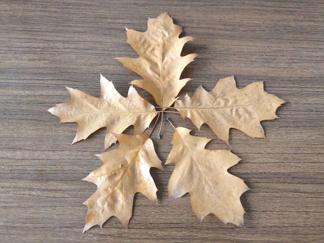 Пять листьев дуба остролистного - Дмитрий Никитин