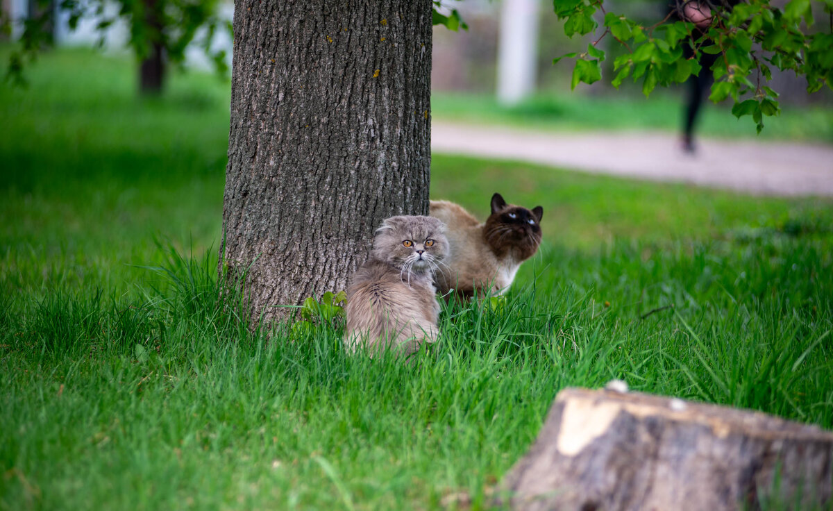 Женихи - Владимир Иванович