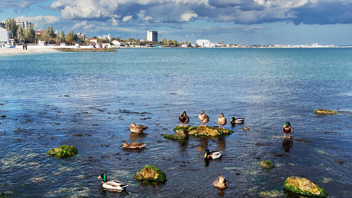 утки на набережной Феодосии - Эдуард Тищенко