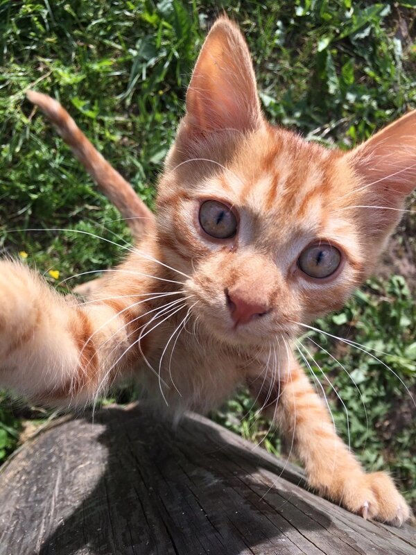 Дай! - Ольга Савельева 