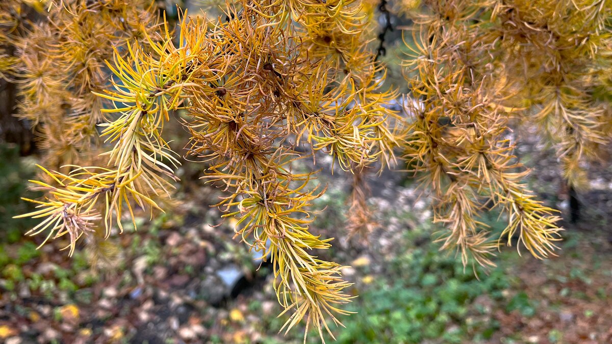 ***осенняя хвоя*** - Olga Oskolkova