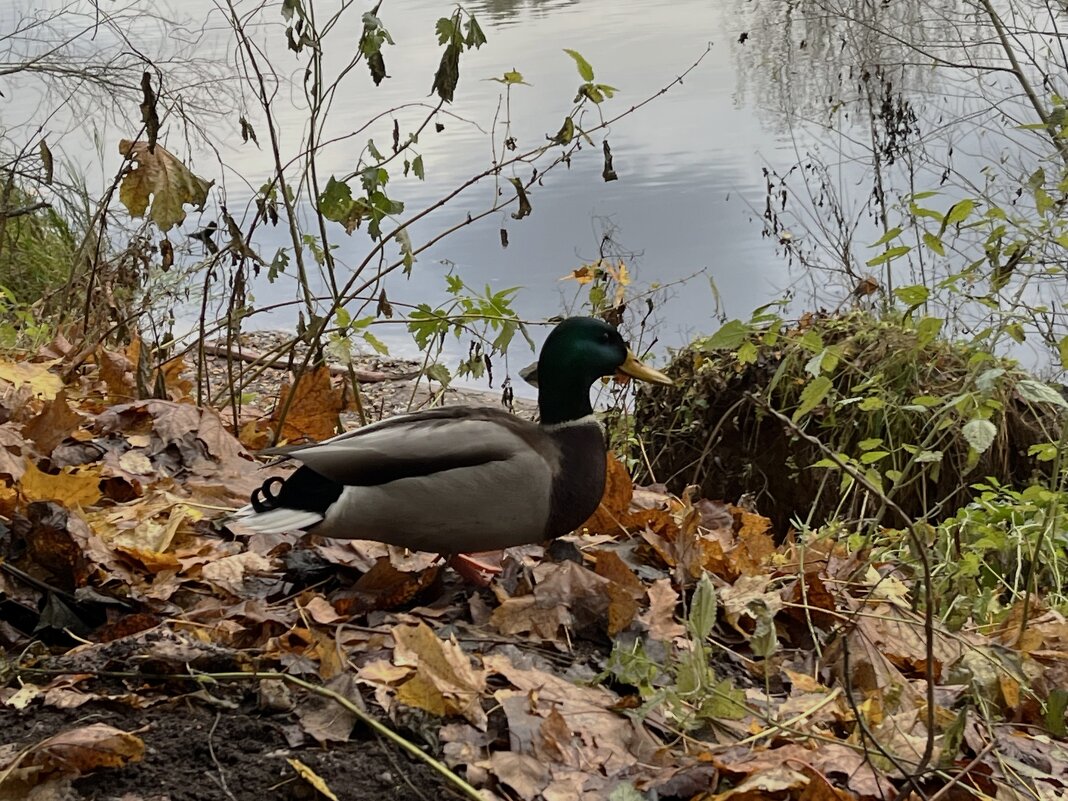 ***спутник*** - Olga Oskolkova