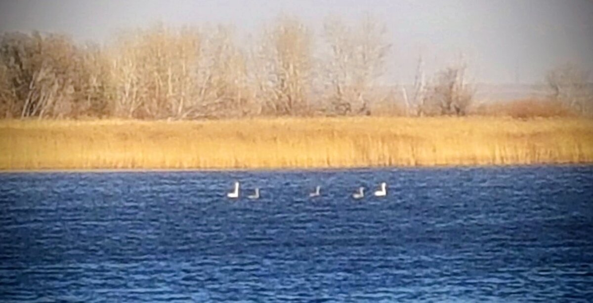 Лебеди на озере - Георгиевич Лебеди на озере - Георгиевич
