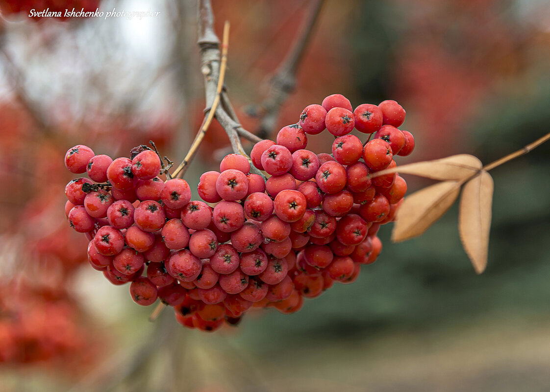 Гроздь рябины - Светлана Ищенко