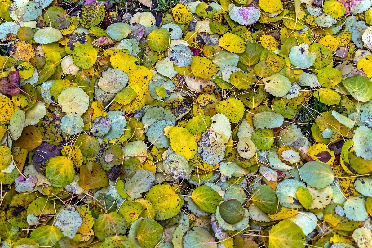 Осенние ковры - Валерий Иванович