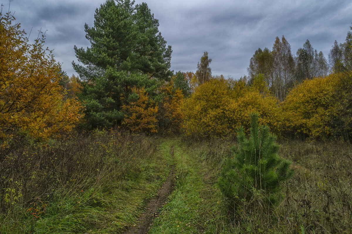 Лесная тропка - Сергей Цветков