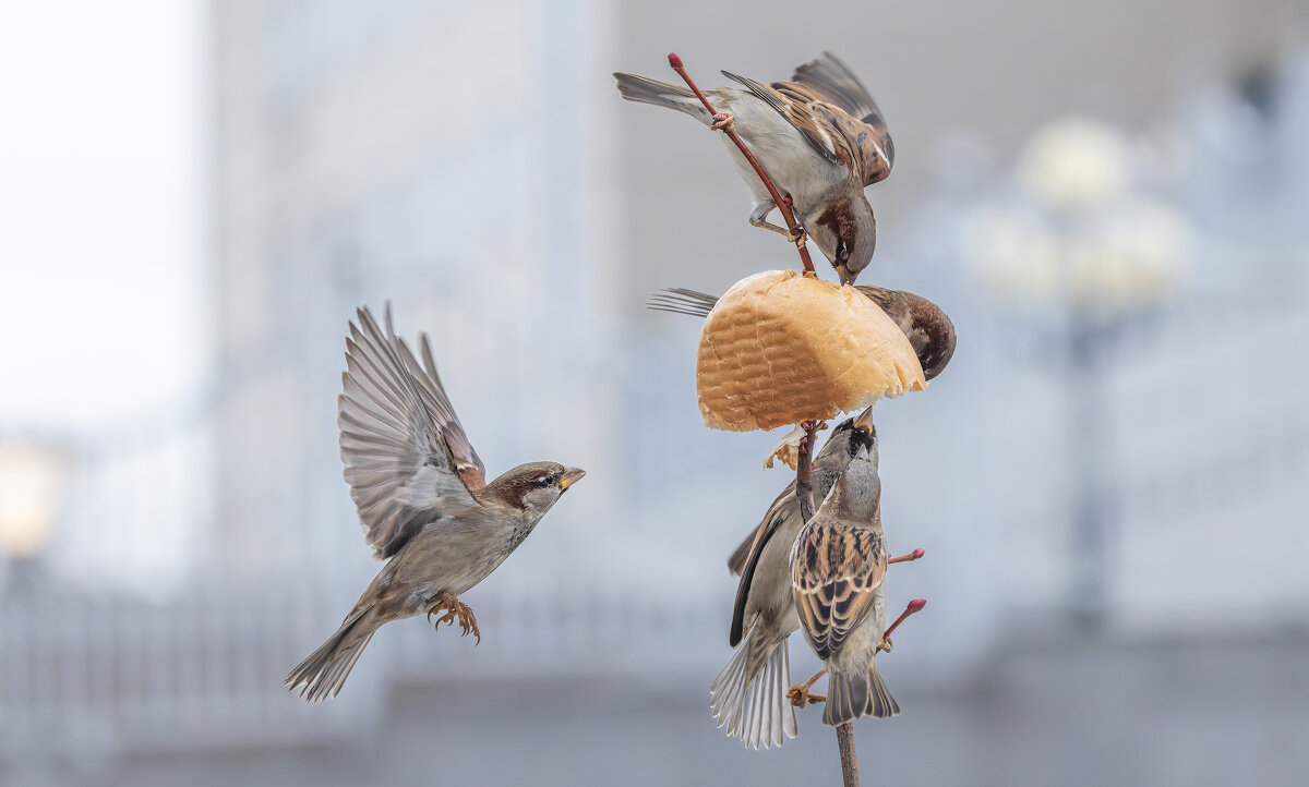 из жизни воробьев . - юрий макаров из жизни воробьев . - юрий макаров
