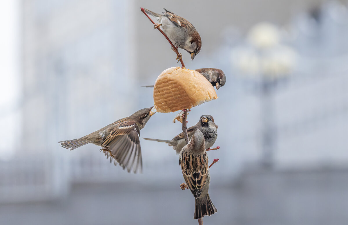 из жизни воробьев . - юрий макаров из жизни воробьев . - юрий макаров