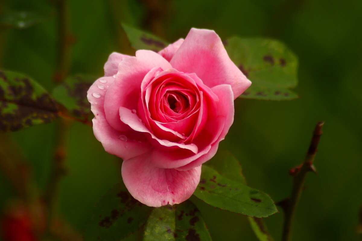 Доброе утро - Юрий. Шмаков