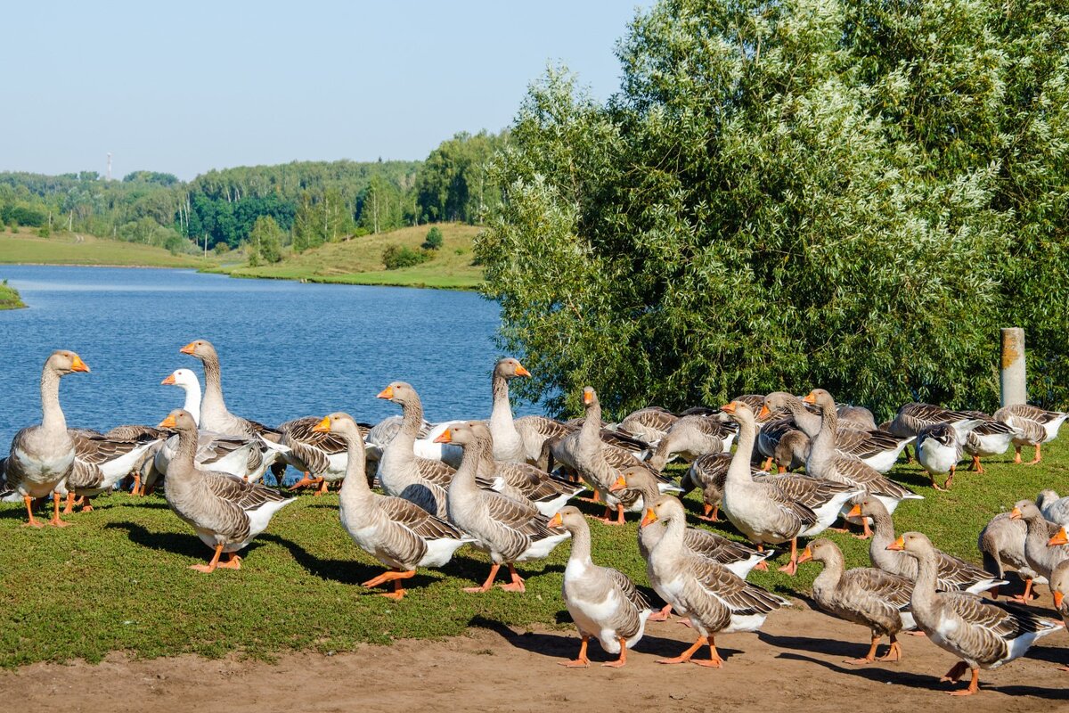 Гусиный сейшен) - Галина Ложечникова