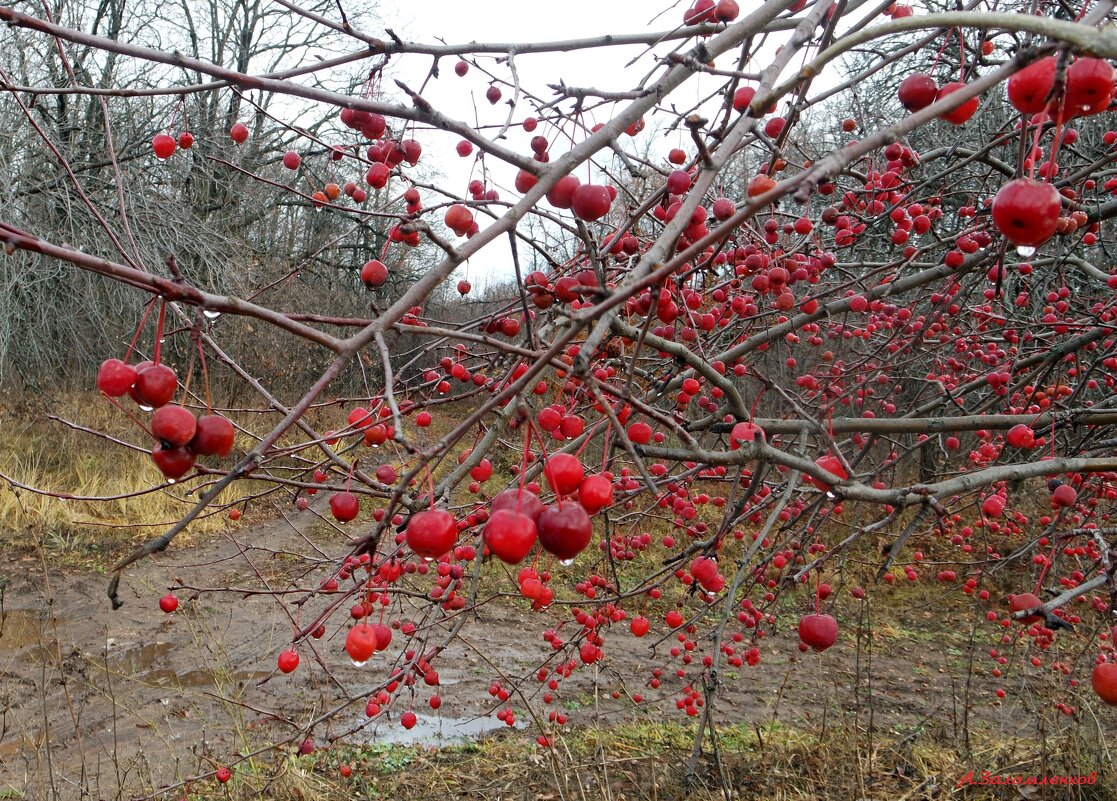 О прогулках по мокрым дорожкам октября... - Андрей Заломленков О прогулках по мокрым дорожкам октября... - Андрей Заломленков