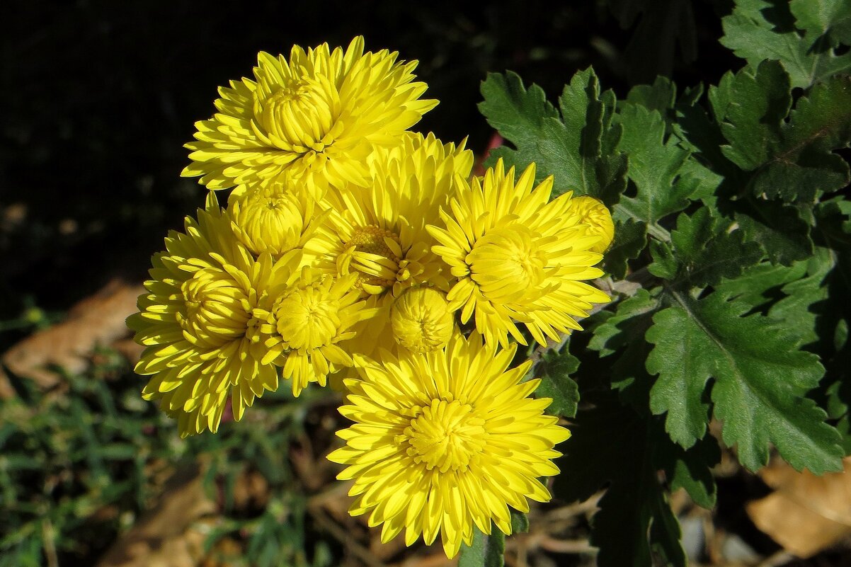 Златоцветные цветы осени - Татьяна Смоляниченко Златоцветные цветы осени - Татьяна Смоляниченко