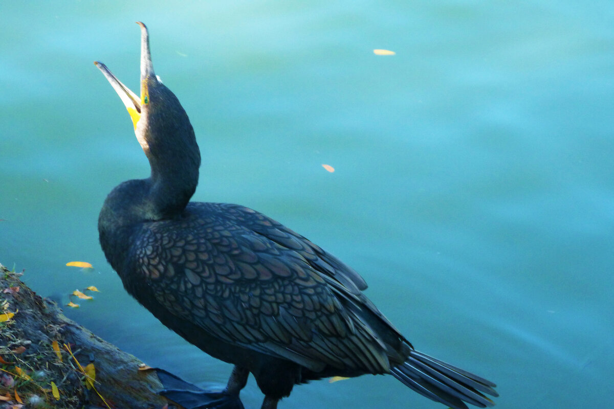 Чёрный  баклан - Валентин Семчишин
