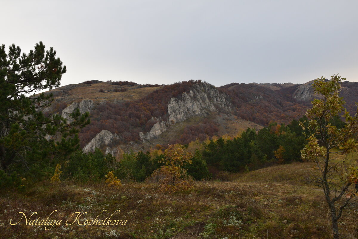 Природа Крыма - Amazing Cosmea