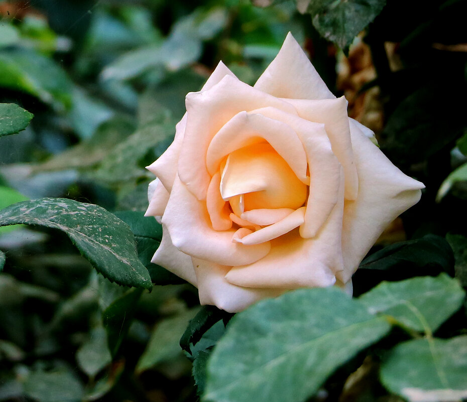 *** - Светлана 