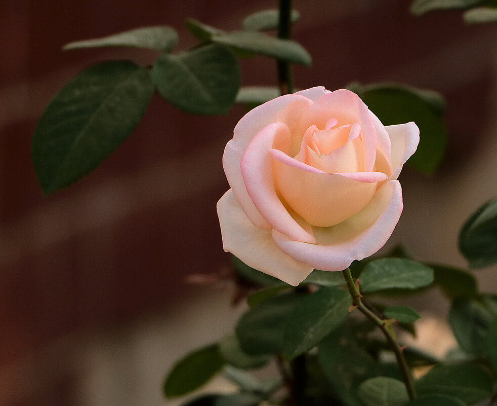 *** - Светлана 