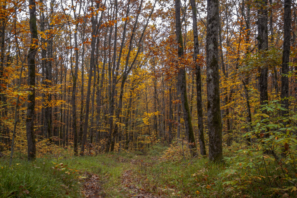Осень - Игорь Протасов