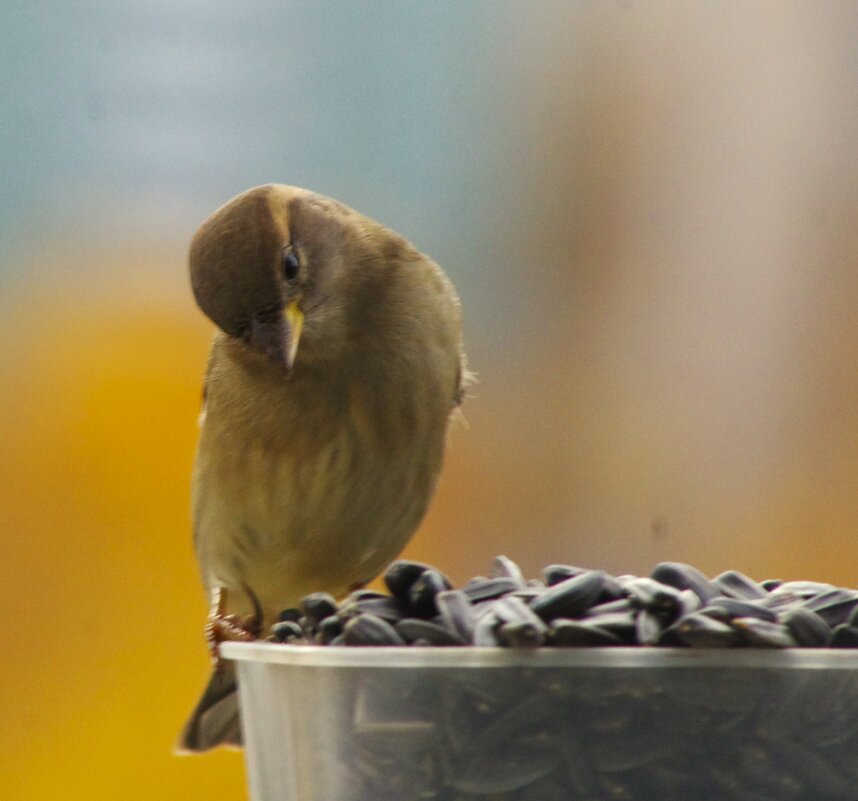 Воробьиха медитирует :) - Юрий Куликов Воробьиха медитирует :) - Юрий Куликов